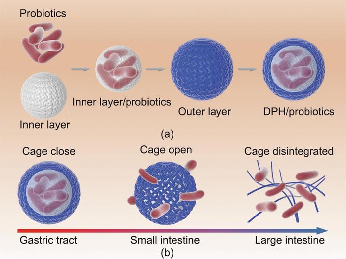 Schematics of the DPH.