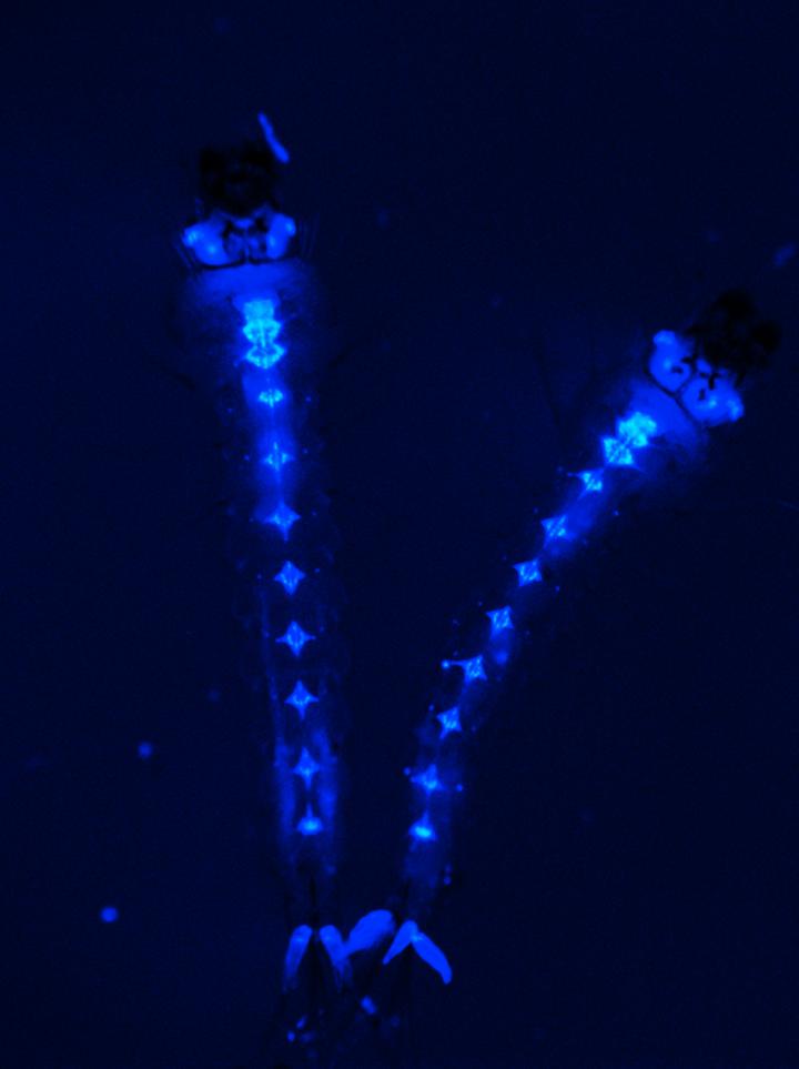 CRISPR/Cas9 Technique Suppresses Malaria Infection in Mosquitoes (1 of 2)