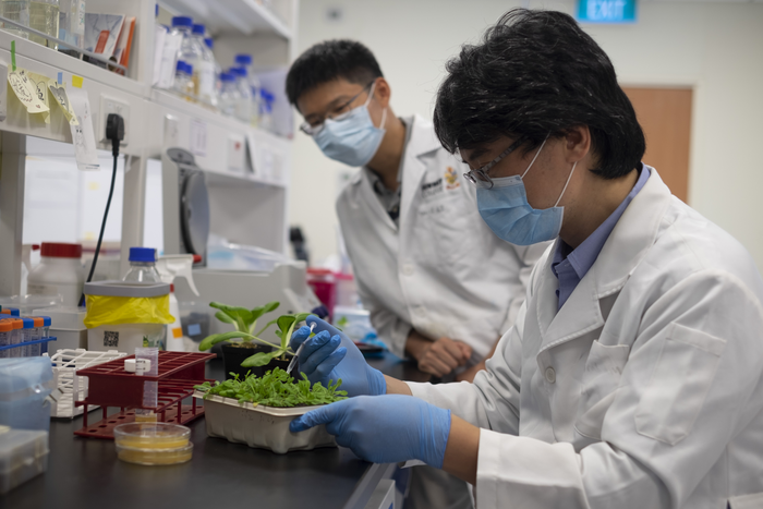 NTU Singapore scientists identify how ‘crop killer’ bacteria infects plants, paving the way to prevent plant disease