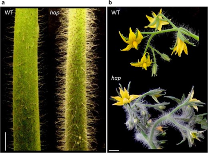 The hap mutant phenotype.