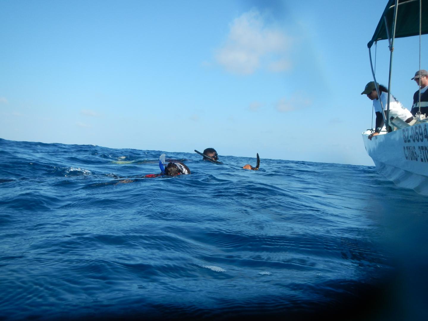 Snorkel Survey of Glover's Reef