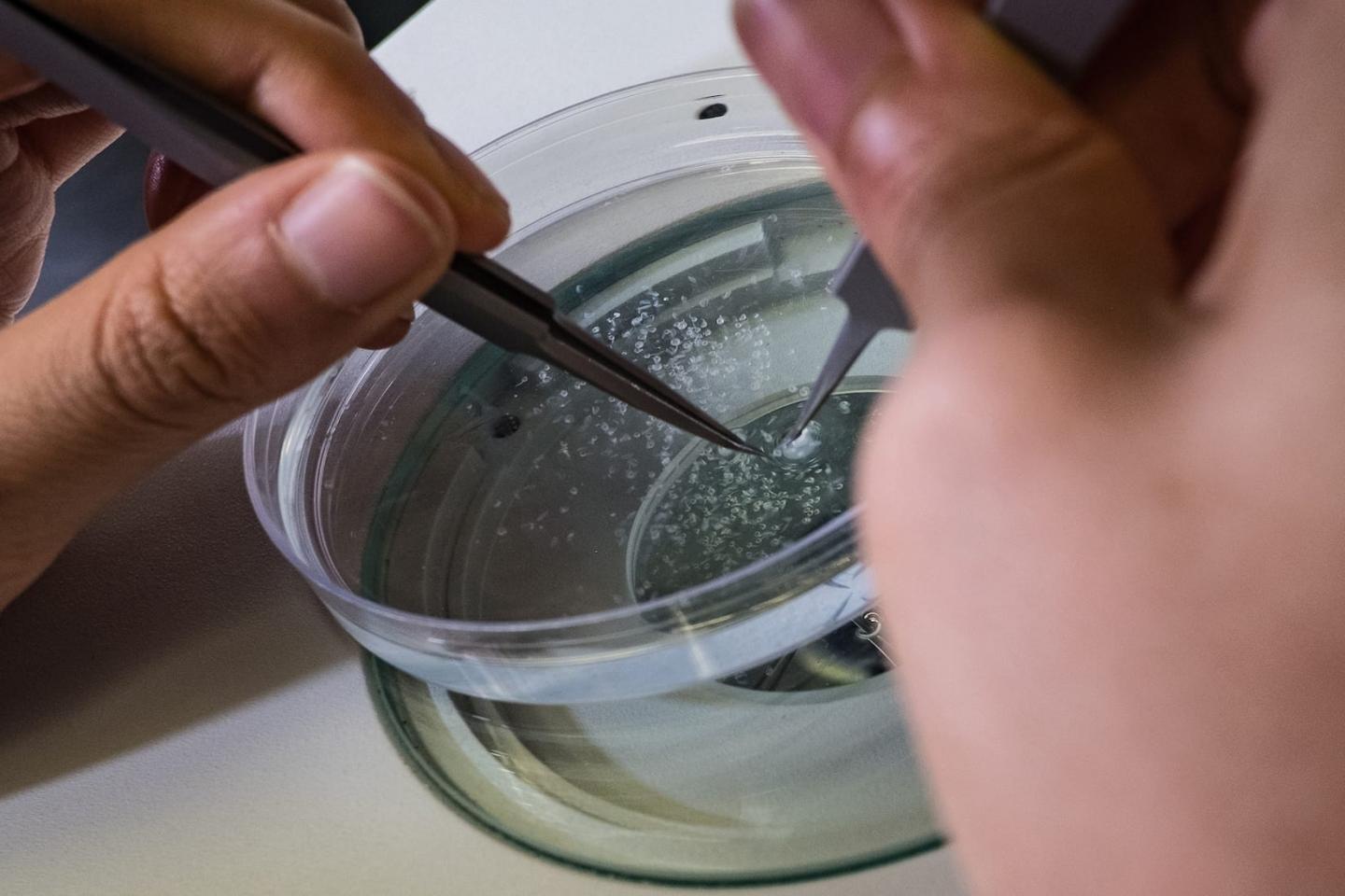 Zebrafish Embryos