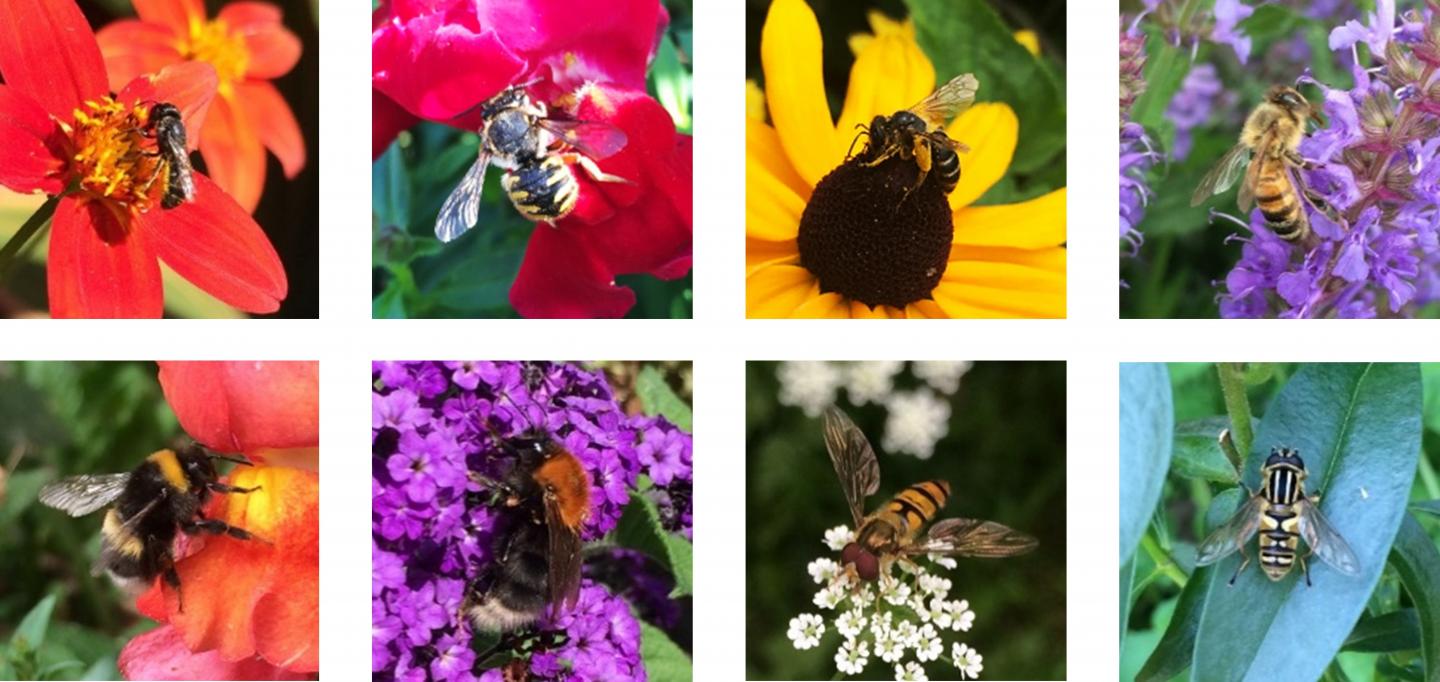 Urban Bees: Pollinator Diversity and Plant Interactions in City Green Spaces