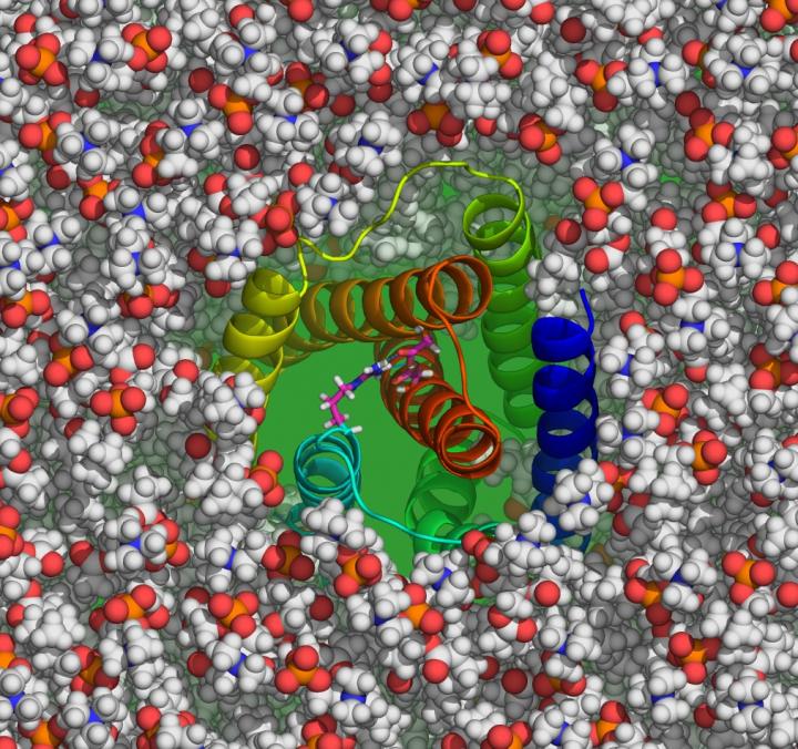 Calcium Channel Embedded in Lipid Bilayer