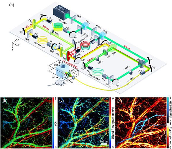 OR-PAM system (a) and image of (b) sO2, (c) BF, and (d) CHb and lymphatic concentration.