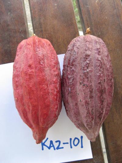 Cacao Fruit