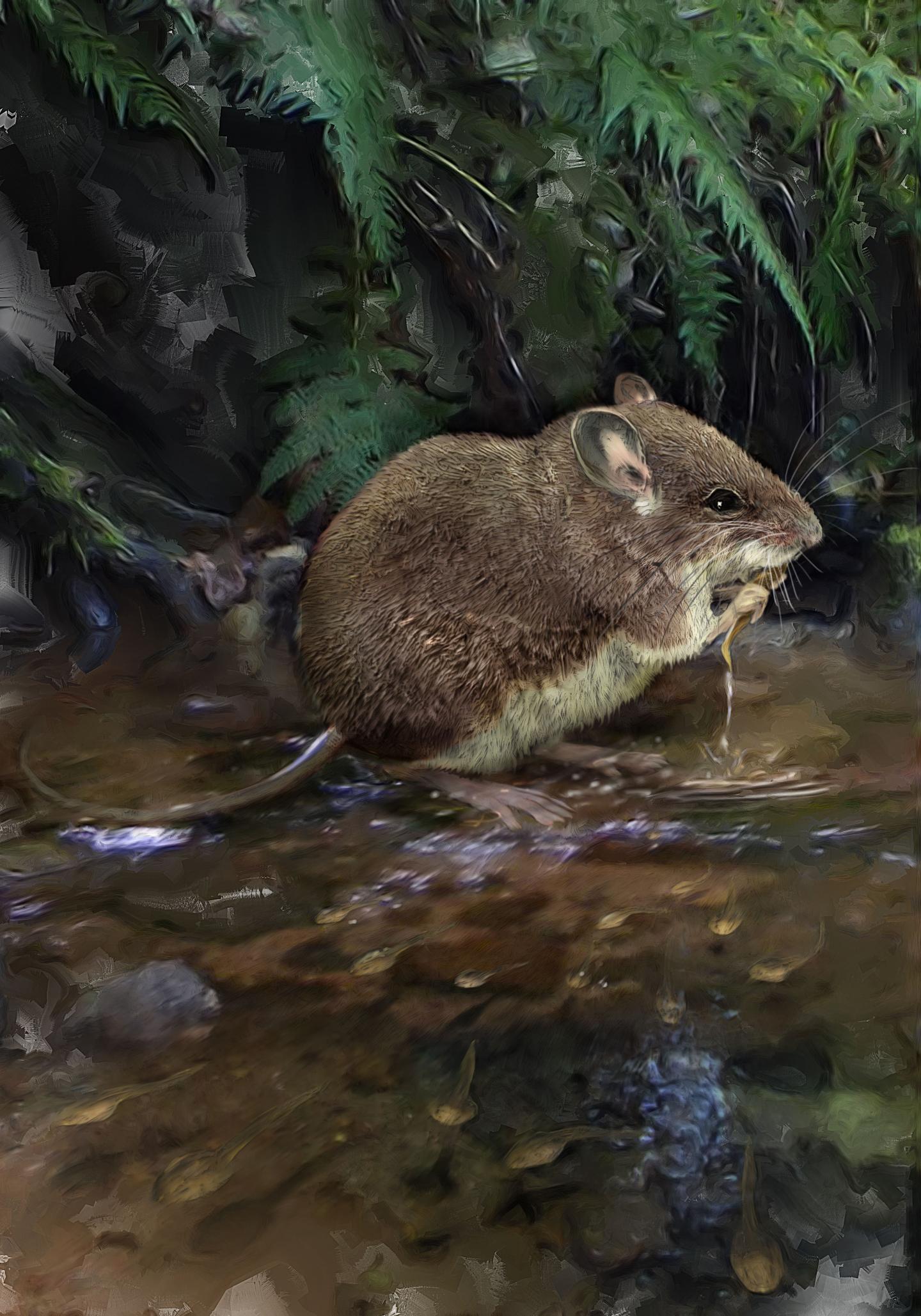 New species of stilt mouse