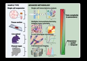 Recent technological breakthroughs greatly advanced our understanding of liver macrophage spatiotemporal diversity.