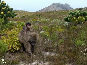 GPS tracking reveals how a female baboon stop - Vimarsana News