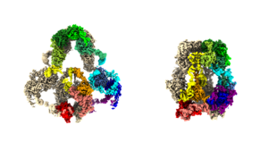 Protein Close-ups