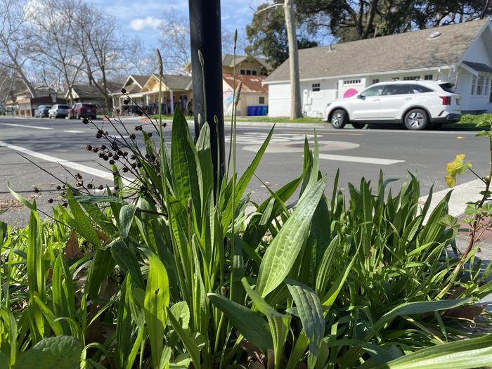 Plantago Ianceolata-ribwort