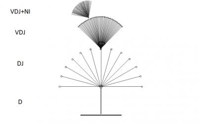 Fractal Branching of T Cell Segments