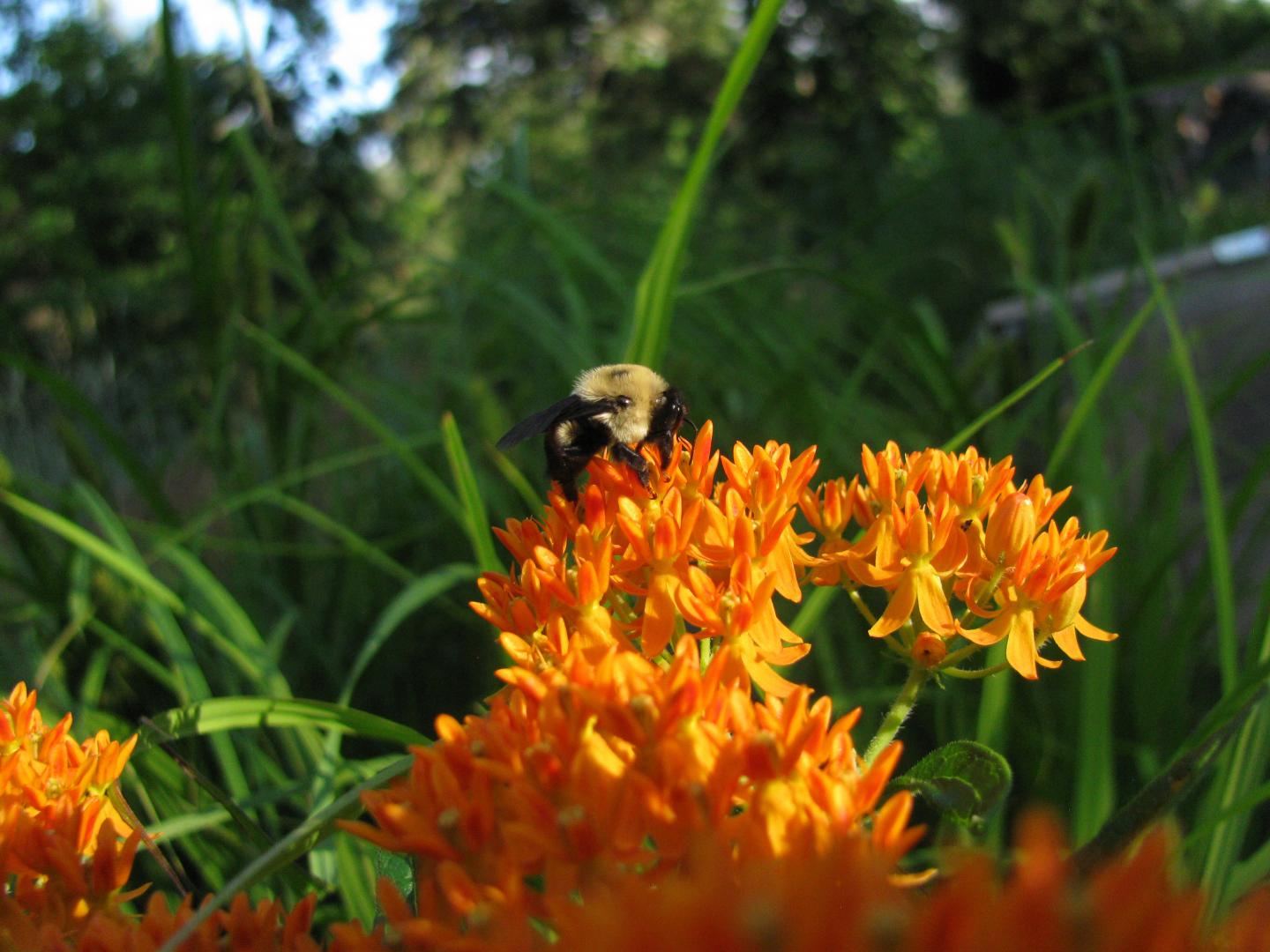 Bumble Bees Can't Take the Heat