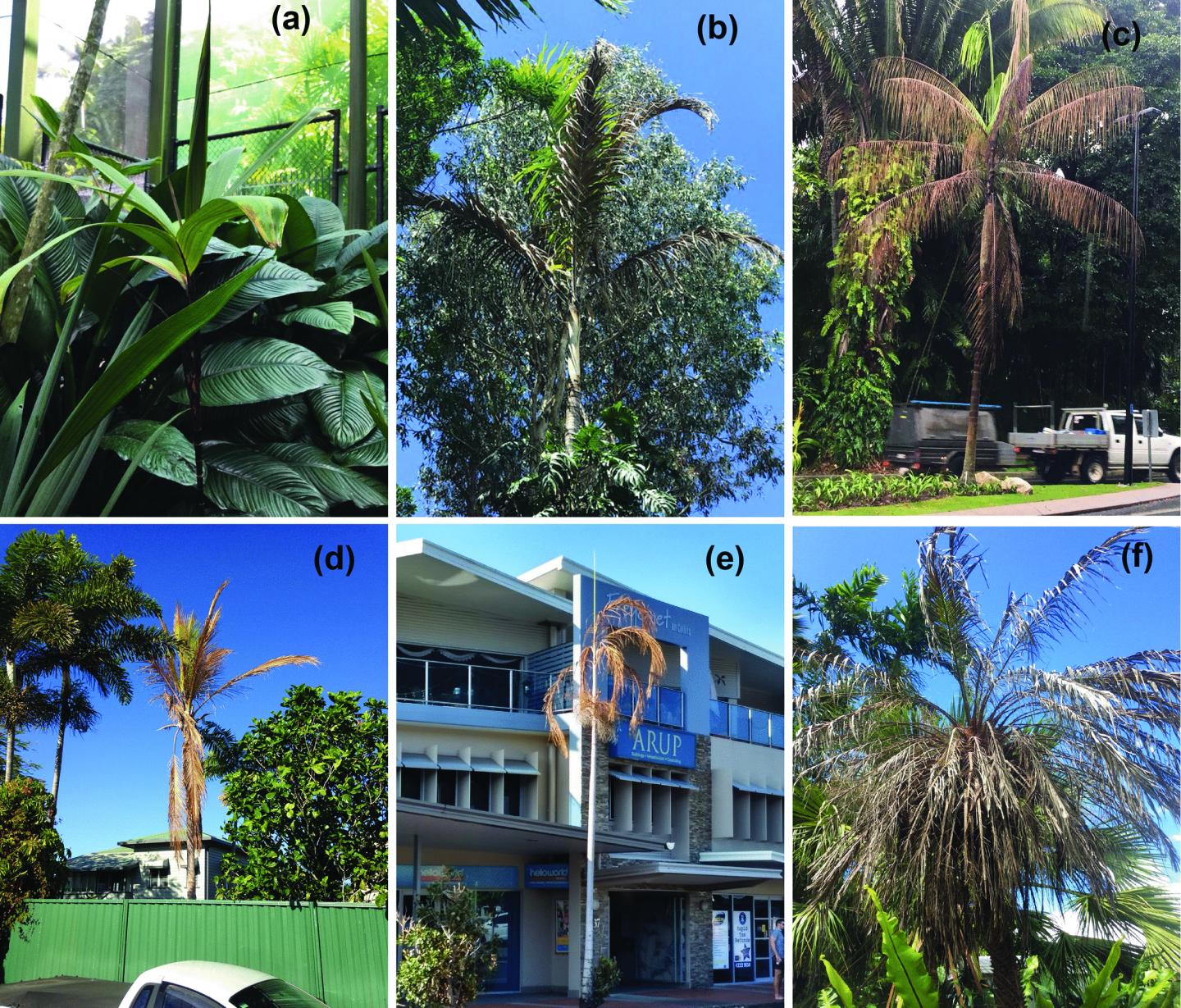 Symptoms of Candidatus Phytoplasma dypsid infection