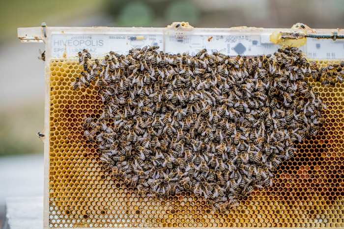 Robotic system to observe collective bee behavior