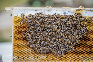 Robotic system to observe collective bee behavior