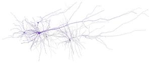 Human neurons