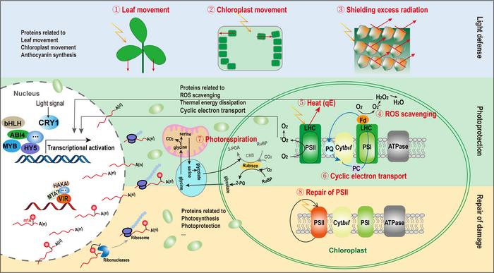 Strategies for adaptation to high light in plants