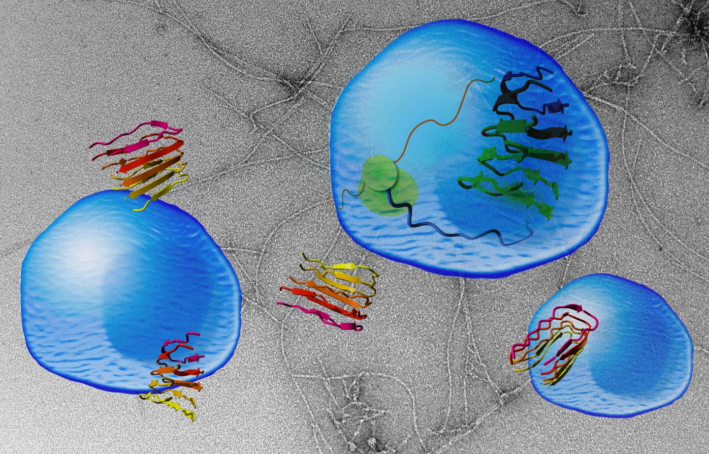 Designed Protein Sheds Light on Why Certain Proteins Act as Amyloids