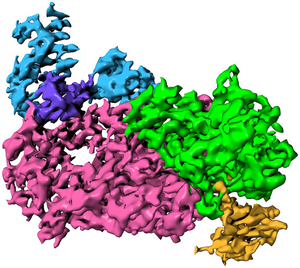 UTSW scientists identify mechanism crucial for COVID-19 virus replication