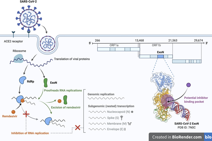 Illustration of an ExoN