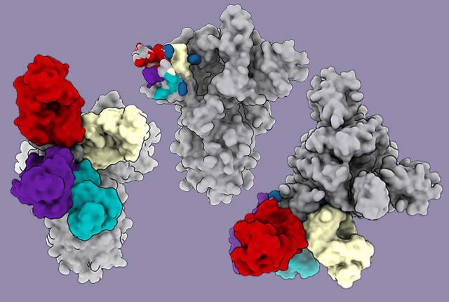 Potent antibodies attaching to N-terminal domain on pandemic coronavirus