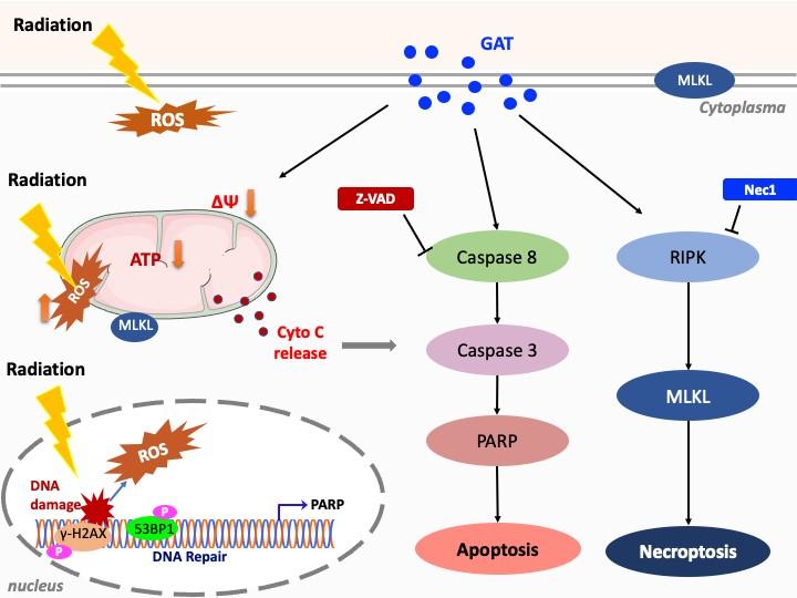 Ganoderic Acid increases Radiosensitivity of Cancer Cell