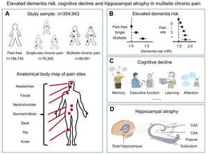 Elevated dementia risk, cognitive decline, and hippocampal atrophy in multisite chronic pain