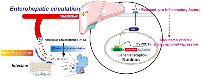 Astragalus Polysaccharide Enhances Voriconazole Metabolism under Inflammatory Conditions through the Gut Microbiota