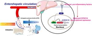 Astragalus Polysaccharide Enhances Voriconazole Metabolism under Inflammatory Conditions through the Gut Microbiota