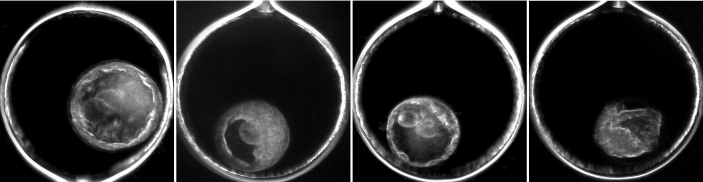 Rhesus Excluded Blastomeres, Fragments