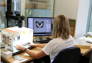 Butterfly imaging at the NHM London