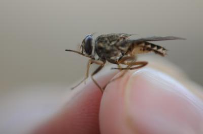 Tsetse Fly Close-Up