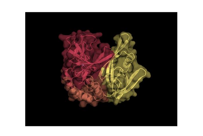 An image of the CRBNmidi protein created by University of Dundee experts.