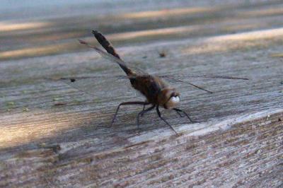 Dot-Tailed Whiteface Dragonfly
