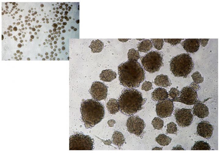 Newly Formed Cell Clusters