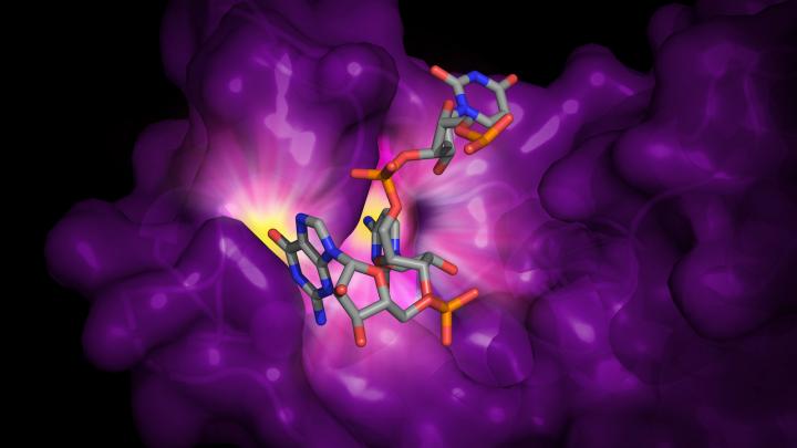 Illustration of RNA