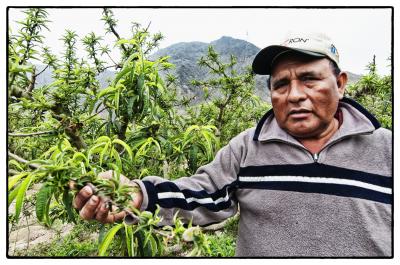 A Peach Grower in Peru