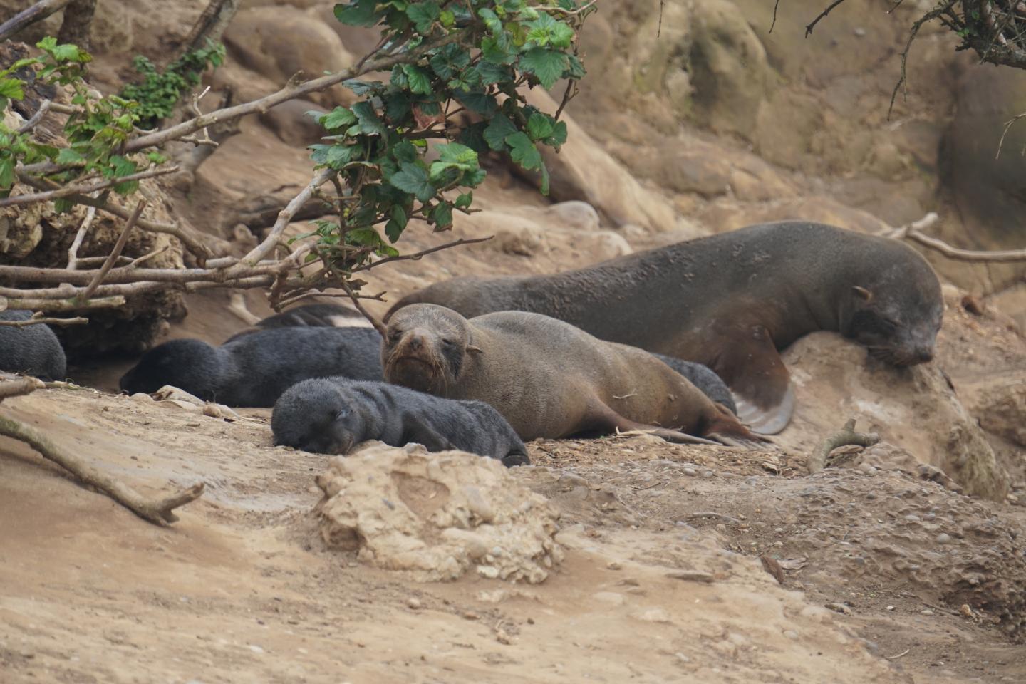 Sleeping Fur Seals