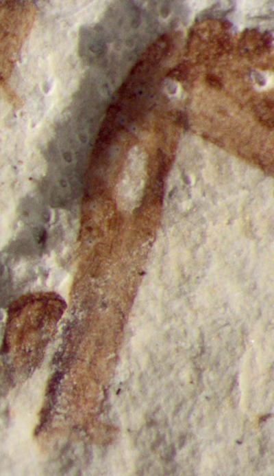 Fossil Cricket Ear