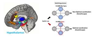 How does the human brain switch between survival tasks?