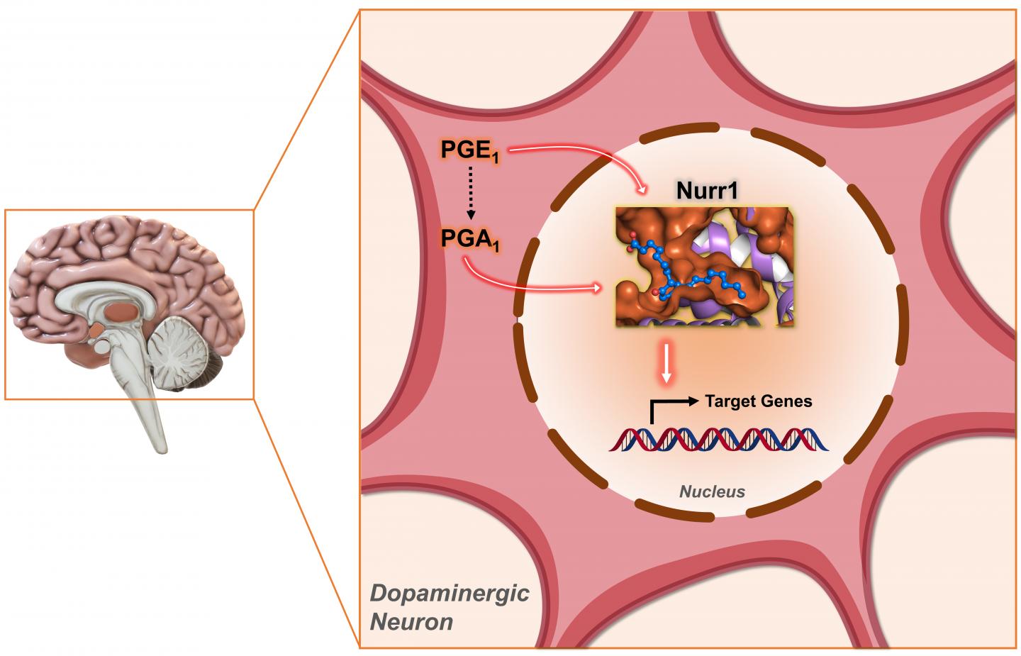 Molecular Pair Offers Potential for Parkinson's Disease Treatment, Finds NTU Singapore-Harvard Study