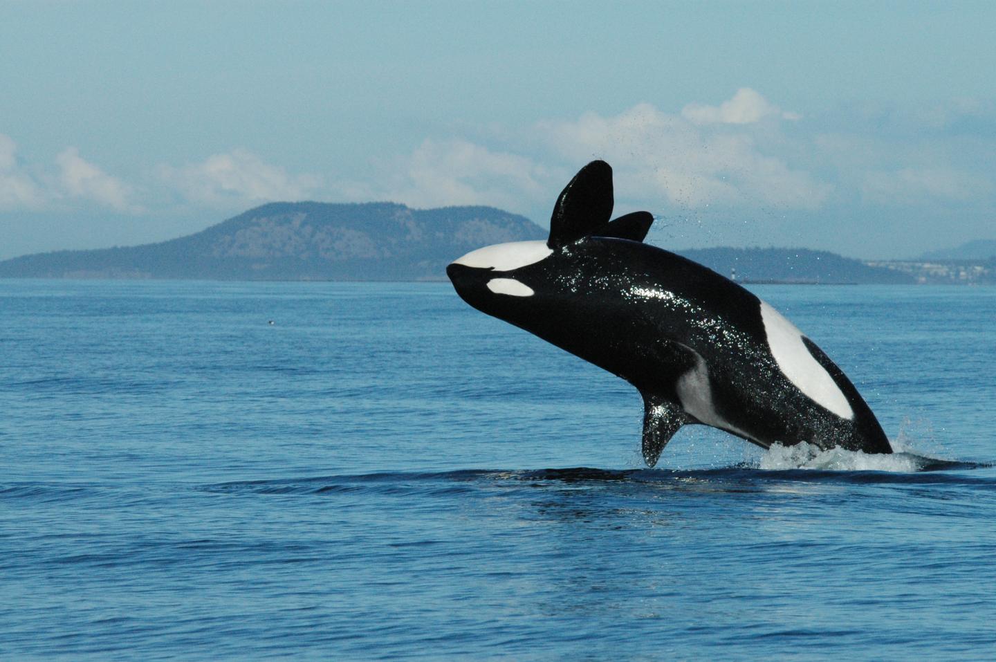 A Killer Whale Breaching
