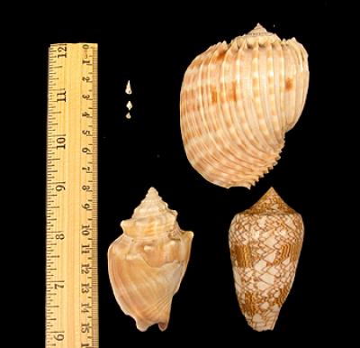 Deep-Sea and Shallow-Water Snails