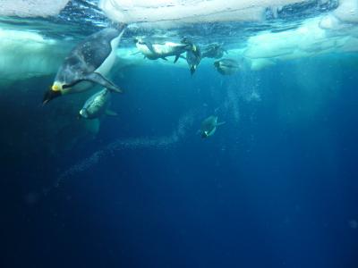 Diving Emperor Penguins