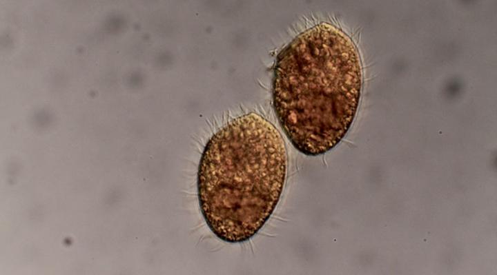 <i>Tetrahymena thermophila</i> and Bacteria