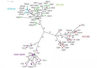 The Phylogeny of Folktales