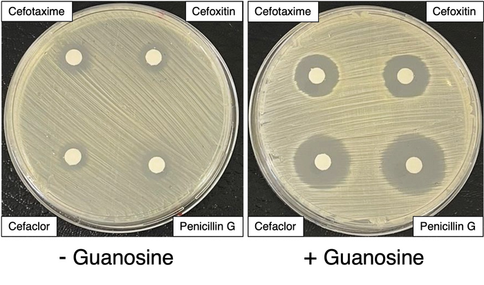 Exposure of MRSA to guanosine enhances MRSA killing by four different penicillin type antibiotics