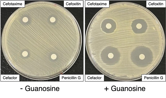 Exposure Of MRSA To Guanosine [IMAGE] | EurekAlert! Science News Releases