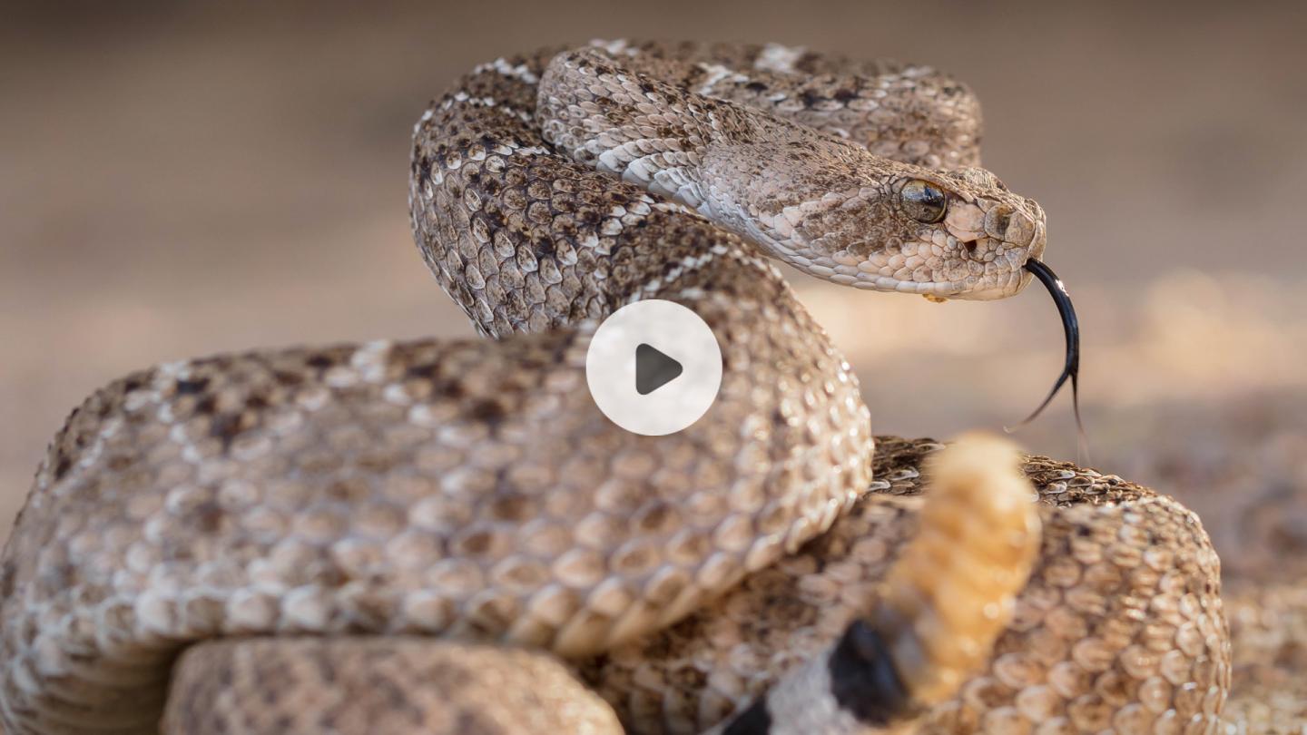 How Rattlesnakes' Scales Help Them Sip Rainwater from Their Bodies (Video)